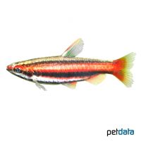 Coral Red Pencilfish (Nannostomus mortenthaleri)