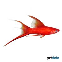 Coralred Lyre Swordtail (Xiphophorus hellerii var.)