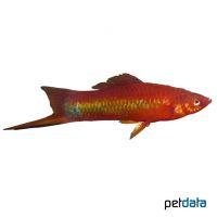 Coralred Swordtail (Xiphophorus hellerii var.)