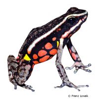 Cordillera Azul Poison Frog (Ameerega rubriventris)