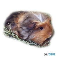 Coronet Guinea Pig (Cavia porcellus 'Coronet')