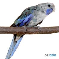 Crimson Rosella Blue (Platycercus elegans 'Blue')