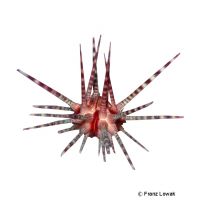 Crown-spined Pencil Urchin (Prionocidaris baculosa)