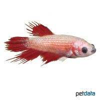 Crowntail Betta ♀ (Betta splendens 'Crowntail' ♀)