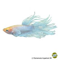 Crowntail White Betta (Betta splendens 'Crowntail White')