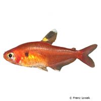 Crystal Red Tetra (Hyphessobrycon haraldschultzi)