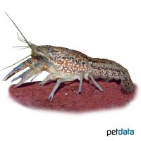 Cuban Crayfish (Procambarus cubensis)