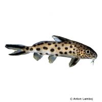 Cuckoo Catfish (Synodontis multipunctatus)