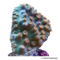 Cup Coral (LPS) (Turbinaria peltata)