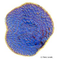 Cup Coral (LPS) (Turbinaria spp.)