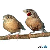 Cut-throat Finch (Amadina fasciata)