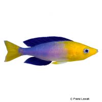Cyprichromis Goldhead (Cyprichromis leptosoma 'Jumbo Tricolor')