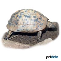 Cyrenaican Tortoise (Testudo graeca cyrenaica)