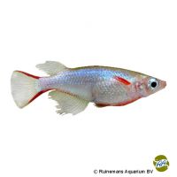 Daisy's Ricefish (Oryzias woworae)