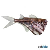 Dark Marbled Hatchetfish (Carnegiella strigata fasciata)