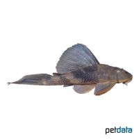 Dark Pleco (Hypostomus sp. 'L192')