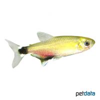 Dawn Tetra (Aphyocharax nattereri)