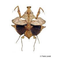 Dead Leaf Mantis (Deroplatys lobata)