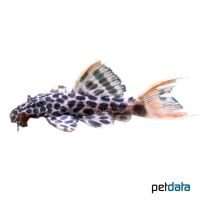 Demini Leopard Cactus Pleco (Pseudacanthicus cf. leopardus)