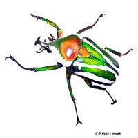 Derby's Flower Beetle (Dicronorhina derbyana derbyana)