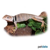 Desert Collared Lizard ♀ (Crotaphytus bicinctores)