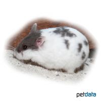 Desert Hamster-Mottled (Phodopus roborovskii)