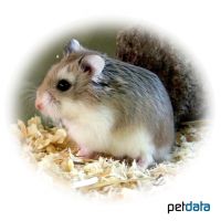 Desert Hamster (Phodopus roborovskii)