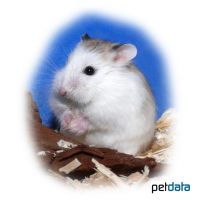 Desert Hamster-White face (Phodopus roborovskii)