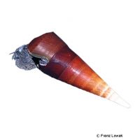 Devil´s Thorn Snail Bicolor (Faunus ater)