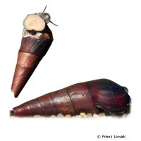 Devil´s Thorn Snail (Faunus ater)