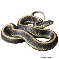 Diabolo Garter Snake (Thamnophis atratus zaxanthus)