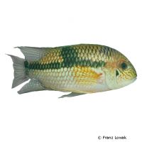 Diadem Cichlid (Aequidens diadema)