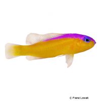 Diadem Dottyback (Pictichromis diadema)