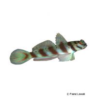 Diagonal Shrimpgoby (Amblyeleotris diagonalis)