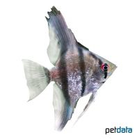 Diamond Angelfish (Pterophyllum scalare var.)