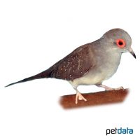 Diamond Dove (Geopelia cuneata)