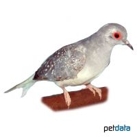 Diamond Dove Silver (Geopelia cuneata)