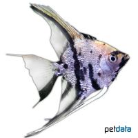 Diamond Koi Angelfish (Pterophyllum scalare var.)