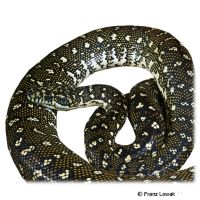 Diamond Python (Morelia spilota spilota)