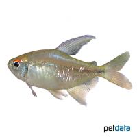 Diamond Tetra (Moenkhausia pittieri)