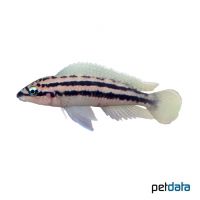 Dickfeld's Julie (Julidochromis dickfeldi)