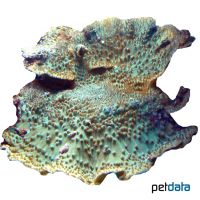 Disc coral (LPS) (Turbinaria irregularis)