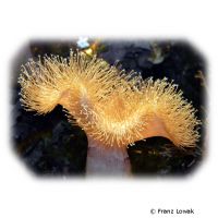 Dish-top Leather Coral (Sarcophyton ehrenbergi)
