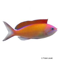 Dispar Anthias (Pseudanthias dispar)