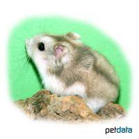 Djungarian Hamster-Beige (Phodopus sungorus)
