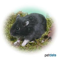 Djungarian Hamster-Black (Phodopus sungorus)