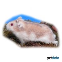 Djungarian Hamster-Orange (Phodopus sungorus)