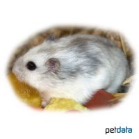Djungarian Hamster-Sapphire (Phodopus sungorus)