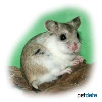 Djungarian Hamster-Satin (Phodopus sungorus)