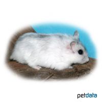 Djungarian Hamster-White (Phodopus sungorus)